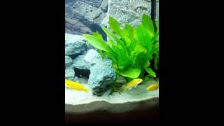 Labidochromis Caeruleus yellow [upl. by Brandise]