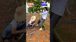 चाइना के किसान पपीते के पेड़ को क्यूं काट देते हैं 🤔 shorts facts amizingfact [upl. by Luthanen]