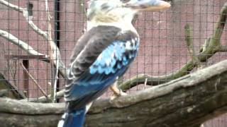 Bluewinged Kookaburra [upl. by Lattonia948]