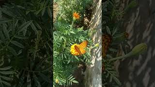 nature 1millionviews gardening gardeningtime butterflies🦋🦋 [upl. by Enerak]