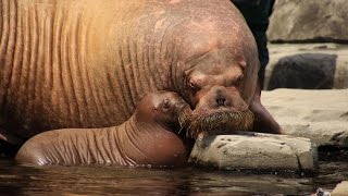 Walross NachwuchsTierpark Hagenbeck 04072015 [upl. by Nathanael]