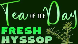 Tea of the Day 68  FRESH HYSSOP [upl. by Eaj]