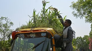 Rikschafahrer in Neu Delhi sorgt mit Gründach für Abkühlung  AFP [upl. by Carlyle]