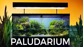 Guided Tour of this Stunning Paludarium [upl. by Phina235]