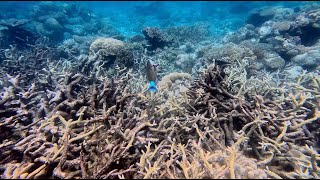 Great Barrier Reef October 2024  5 of 14 [upl. by Eugine]