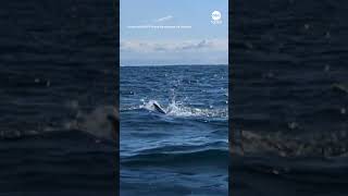 Kayaker watches as shark chases seal in New Zealand  ABC News [upl. by Atikahc736]