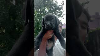 Box head lab male puppy available [upl. by Sherwood614]