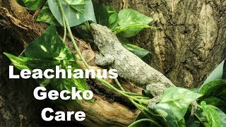 Leachianus Gecko Care [upl. by Minabe]