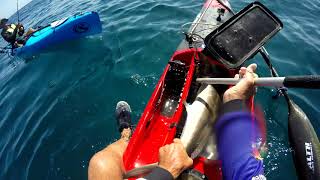 Extreme Kayak fishing Ningaloo reef for Spanish Mackerel and Cobia Shark warning [upl. by Kerman]