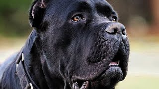 Why I Rehomed my biggest Cane Corso [upl. by Lucius37]