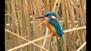 Ledňáček říční Common kingfisher Eisvogel IJsvogel Martinpêcheur birds birdwatching [upl. by Eldnik846]