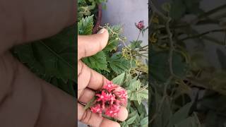 How to grow permanent flowering Plants pentas evergreengarden flowers gardening pentas [upl. by Ycam]