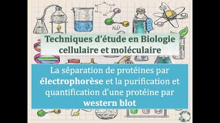 Fiches techniques  Electrophorèse de protéines et Western Blot [upl. by Nierman606]