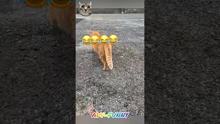 Funny orange cats [upl. by Dina]