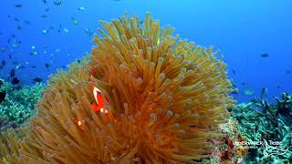 Clown Fish Swimming Around an Anemone [upl. by Velasco594]