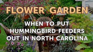 When to Put Hummingbird Feeders Out in North Carolina [upl. by Berthoud]