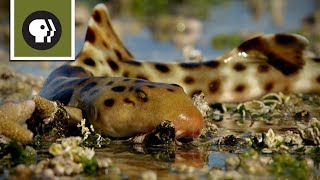 Epaulette Shark Walks on Land [upl. by Yesdnyl540]