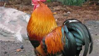 El son de allá El pato y el gallo autor libardo gonzalez El Requinto Mágico EL ORIGINAL [upl. by Sheldon]