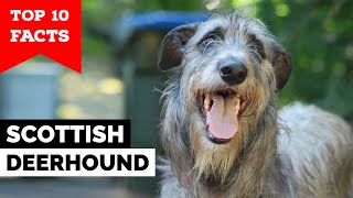 Scottish Deerhound  Top 10 Facts [upl. by Ahsinom]