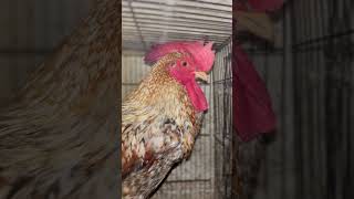 Ankaleshwar Murga  Poultry unit LFC [upl. by Ayor]