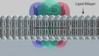 GABAA Receptor Subunits and Ion Channel [upl. by Atikir]