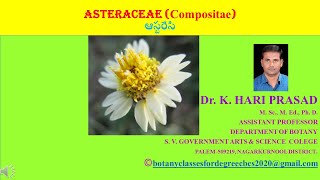 Asteraceae  Compositae family in Telugu and English medium by Dr Hari Prasad Kante [upl. by Kam]