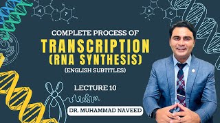 Transcription  RNA Synthesis  DNA to RNA complete process  Lecture 10  Dr Muhammad Naveed [upl. by Nylasej]