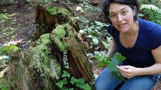 Foamflower Tiarella trifoliata [upl. by Nora]