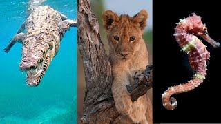 Animales ovíparos vivíparos y ovovivíparos Explicación y EJEMPLOS🐊🦁🦈 [upl. by Nimesh]