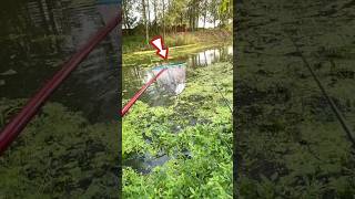 Swamp barb fish catching trap 😱 Fishing facts shorts fishing [upl. by Bigner399]