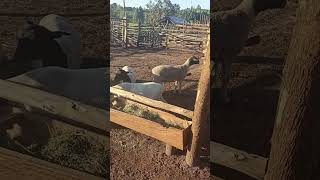 Dorper sheep farming in Uganda [upl. by Pisano487]