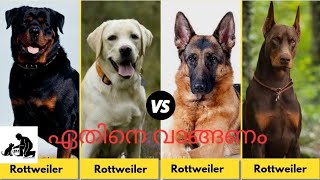 Comparison Of German Shepherd Rottweiler Doberman amp Labrador Malayalam [upl. by Marylou699]