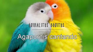 AGAPORNIS Cantando 😍ESTIMULA el CANTO 🔑💯 [upl. by Renckens]