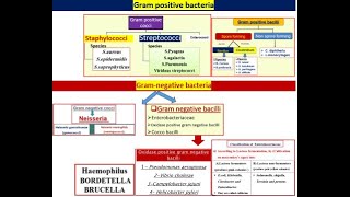 All types of bacteria in 2 minutes [upl. by Enirehtakyram364]