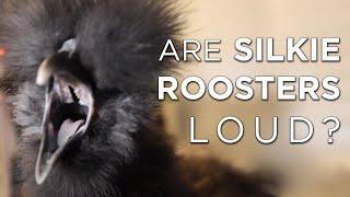 Are Silkie Roosters Loud Answers amp Solutions [upl. by Afatsom]