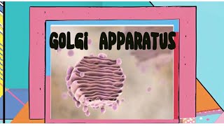 Class9biologychapter no 4golgi apparatus diagramstructurelabelling [upl. by Ttennaej]