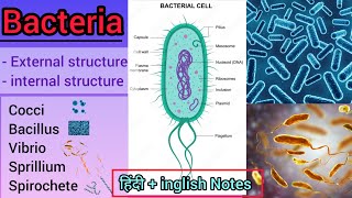 Bacteria Structure and Classification microbiology [upl. by Tiertza]