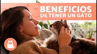 7 VENTAJAS de tener un GATO 🐱✅ ¡Por qué deberías ADOPTAR un GATO [upl. by Itsirk78]