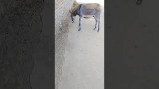 FUNNY Donkey Moments That Will Make You LAUGH [upl. by Edythe]