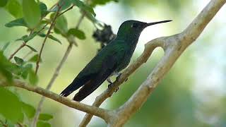 28913 Ariane de Linné Amazilia fimbriata nigricauda Glitteringthroated Emerald [upl. by Audette407]