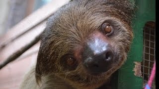 15 Facts About Sloths  Learn All About Sloths  Animals for Kids  Educational Video [upl. by Jennie]