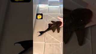 Blue Eye Pleco The Sizes Explained shorts pleco aquarium fish [upl. by Leribag]