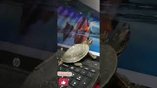 Turtel🐢 Thug Life  turtle studio shorts viral viralshorts viralvideo love animals [upl. by Auqinahs]