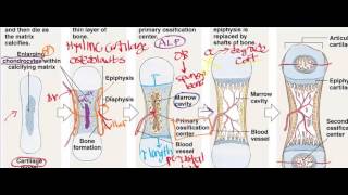 Endochondral Ossification [upl. by Johm821]