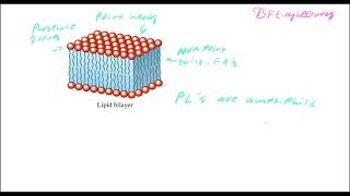 Biochemistry Lecture 13 Lipids Part 2 [upl. by Angy]