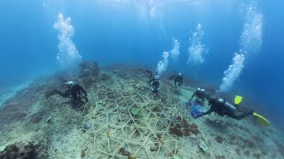 Coral Reef Restoration Program in Bali  Ecosystem Bumi [upl. by Babs]