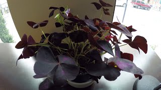 72 hours in the life of an oxalis timelapse [upl. by Reywas]