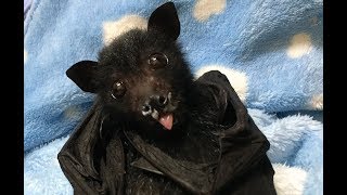 Baby flyingfox has his first fruit this is Liquorice Allsorts [upl. by Ulrich]