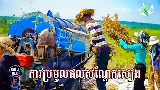 ការប្រមូលផល និងលក់សណ្តែកសៀង Soybean harvest in Cambodia beans soybean bean fullvideo [upl. by Ramor]