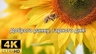 Доброго ранку та гарного дня  Добрий Ранок Доброго Дня Привітання з Добрим Ранком Файного Дня [upl. by Ecinahs]